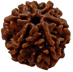 Rudraksha basics